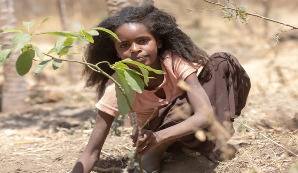 Indigenous Knowledge in Restoration